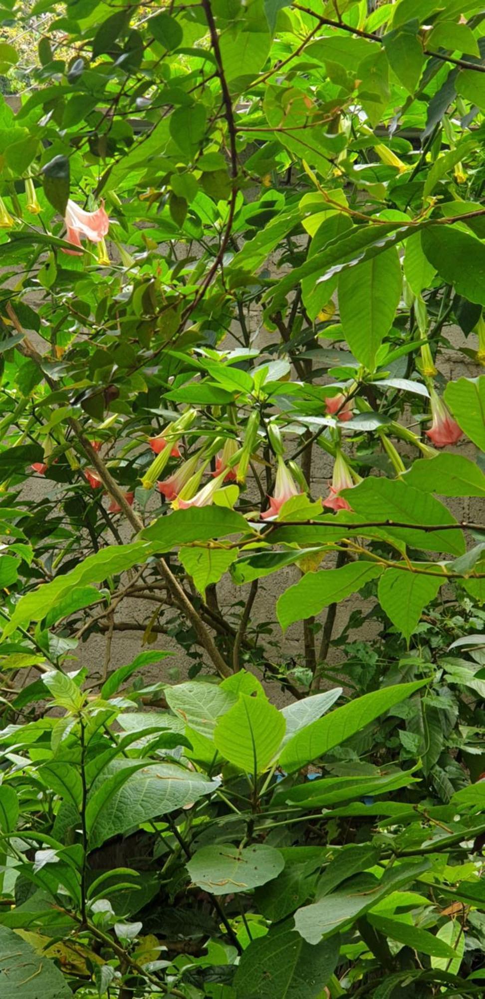 Himansa Homestay Ella Εξωτερικό φωτογραφία